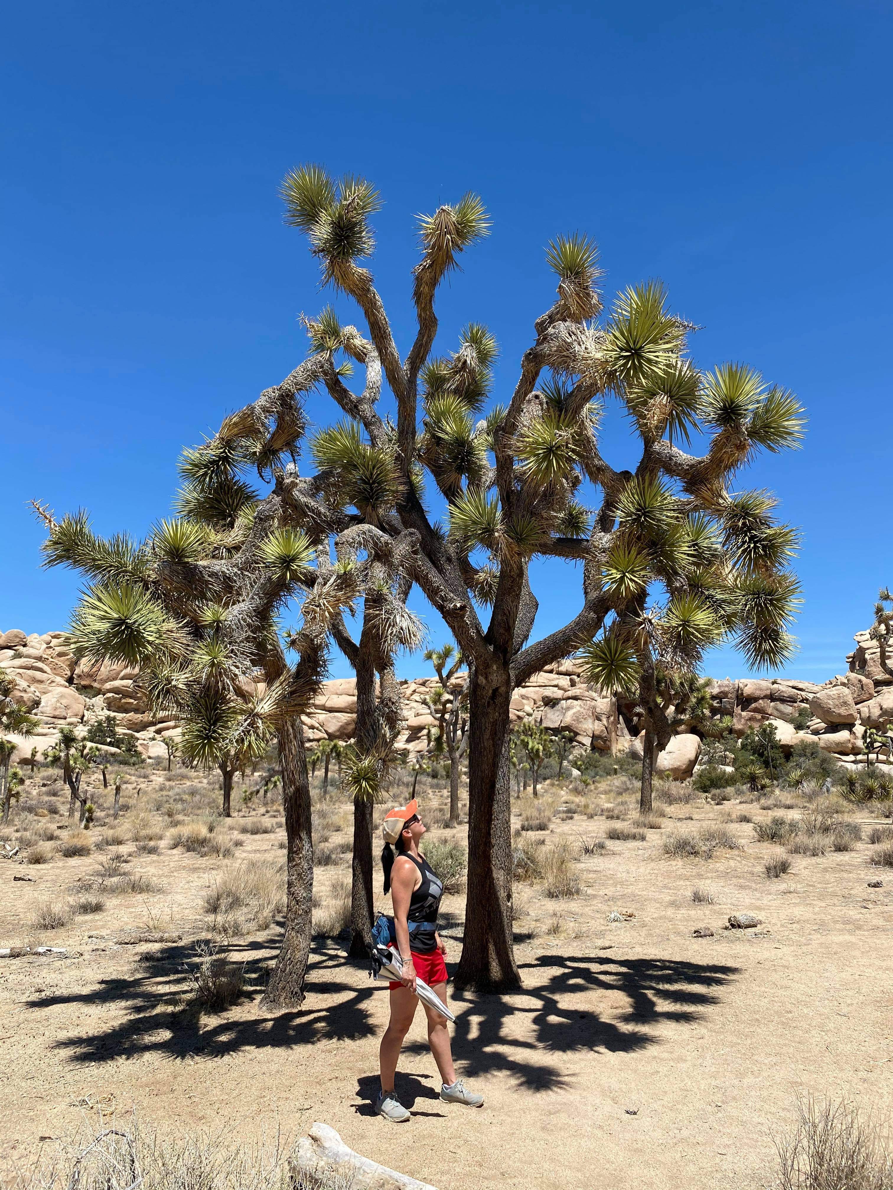 Joshua Tree